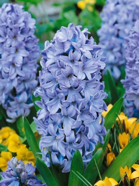 Hyacinth Delft Blue 