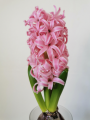 Hyacinth Pink Pearl