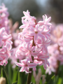 Hyacinth Pink Pearl 