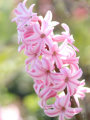 Hyacinth Pink Pearl 