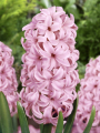 Hyacinth Pink Pearl