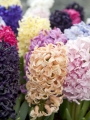 Hyacinth Pink Pearl