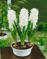 Hyacinth White Pearl