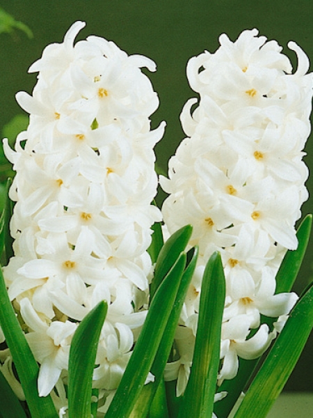 Hyacinth White Pearl 