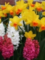 Hyacinths and Narcissus