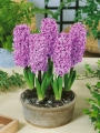 Paul herman Hyacinths