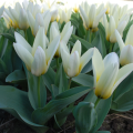 Tulip 'Concerto'