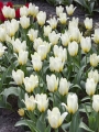 Tulips Concerto