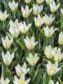 Group of Concerto tulips