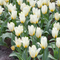Group of Concerto tulips
