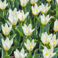 concerto tulip