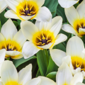 Concerto Tulips Open