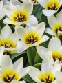 Concerto tulips