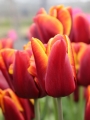 Abu Hassan Tulip