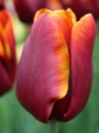 Tulip 'Abu Hassan'