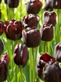 Paul Scherer tulips