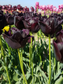 Paul Scherer tulips