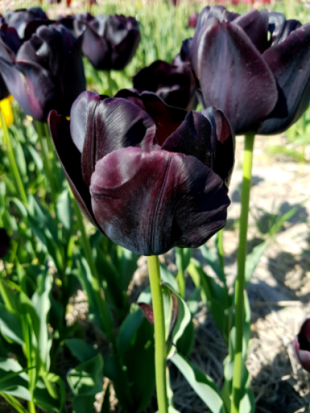 Tulip 'Paul Scherer' 