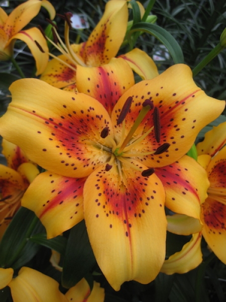 Lily 'Hotel California'
