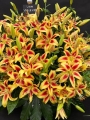 Viva La Vida Lilies