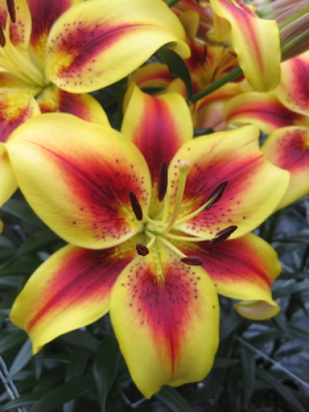 Lily 'Viva La Vida'