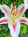 Lilium Playtime