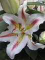Lily 'Playtime'
