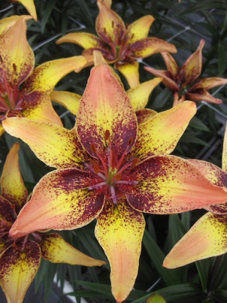 Lily 'Tribal Dance'