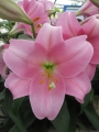 Lily 'Dancing Lady'
