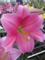 Lilium Dancing Lady LO 