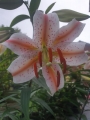 Wedding March Lily
