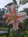 Wedding March oriental lily