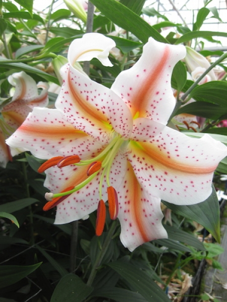 Lily 'Wedding March'