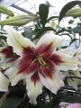 Lily 'Zeba'