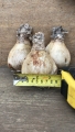 Huge Amarine Bulbs