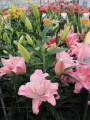 Magic Princess Double Lily