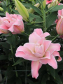 Pollen-free Lily Magic Princess