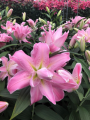 Lily 'Magic Princess'