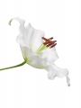 Scentless Oriental lily Tourega