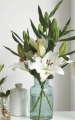 Lilium Tourega