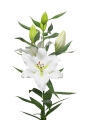 Lily 'Tourega'