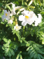 Incarvillea Snowtop