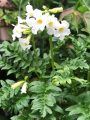 Incarvillea Snowtop