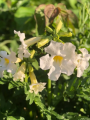 Incarvillea Snowtop 