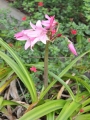 Crinum Powelli