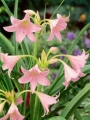 Crinum Powelli Pink (Pack of 3)