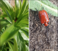 Scarlet lily beetle