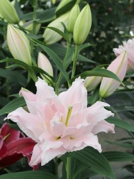 Buy Lily Bulbs | Amistad Double Oriental Lilies | Gold Medal Winning