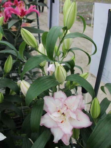 Lily 'Beauty Trend'