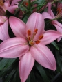 Disco Asiatic Lily